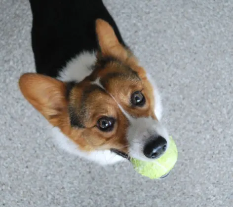 Corgi with tennis ball at Hinsdale Animal Hospital